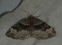 Xanthorhoe lacustrata