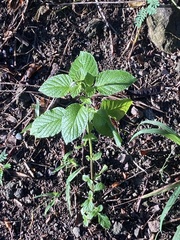 Heliotropium angiospermum