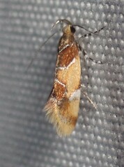 Epicallima argenticinctella