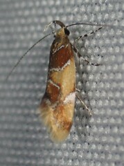 Epicallima argenticinctella