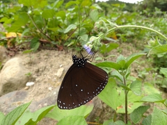 Euploea eunice