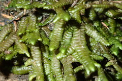 Frullania