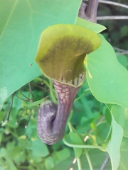 Aristolochia argentina