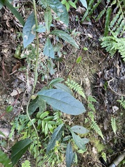 Decaneuropsis gratiosa