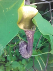 Aristolochia argentina