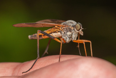 Rhagio