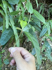 Decaneuropsis gratiosa