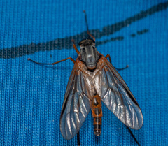 Rhagio