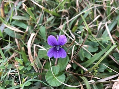 Viola confusa