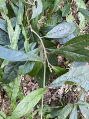 Decaneuropsis gratiosa