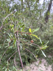 Sebastiania schottiana