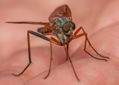Rhagio