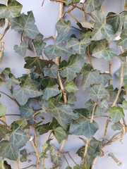 Hedera helix