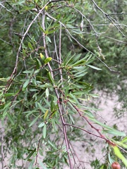 Sebastiania schottiana