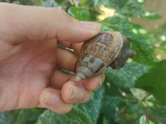 Lissachatina fulica