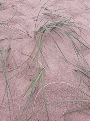 Panicum racemosum