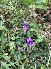 Viola confusa