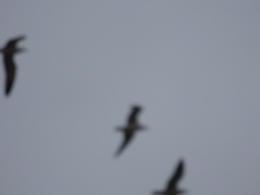 Larus fuscus