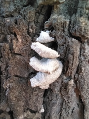 Schizophyllum commune