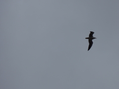 Larus fuscus