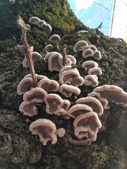 Schizophyllum commune