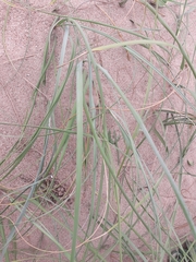 Panicum racemosum