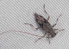 Lepturges angulatus