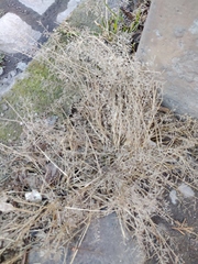 Eragrostis minor