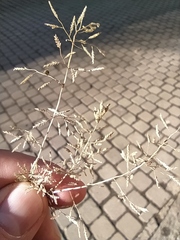 Eragrostis minor