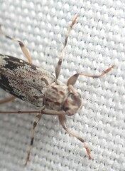 Lepturges angulatus