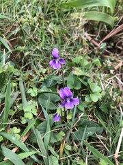 Viola confusa