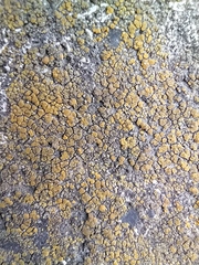 Candelariella aurella