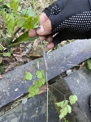 Milionia zonea pryeri