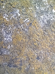 Candelariella aurella