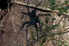 Heteropoda tetrica