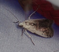 Acrobasis tumidulella