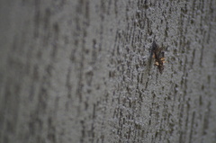 Lepidoptera