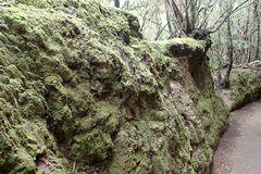 Frullania