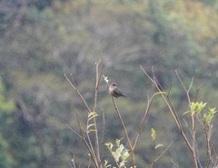 Turdus plebejus