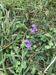 Viola confusa