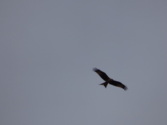 Milvus milvus