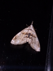 Trichophysetis cretacea
