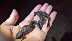 Cynops pyrrhogaster
