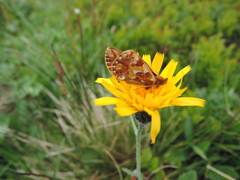 Boloria aquilonaris