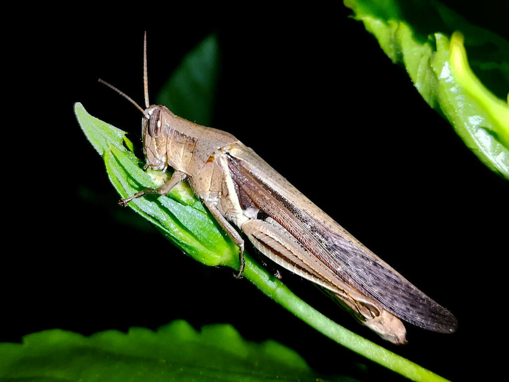 Stenocatantops splendens