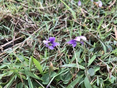 Viola confusa