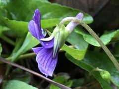 Viola confusa