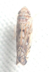 Scaphoideus opalinus