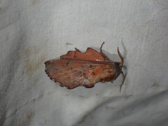 Phyllodesma americana