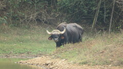 Bos gaurus
